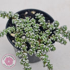 Crassula corallina