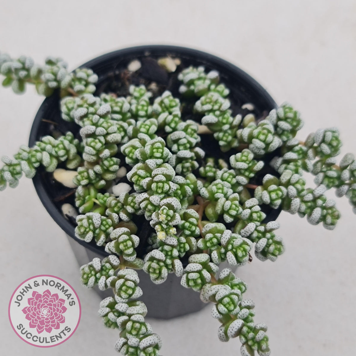 Crassula corallina