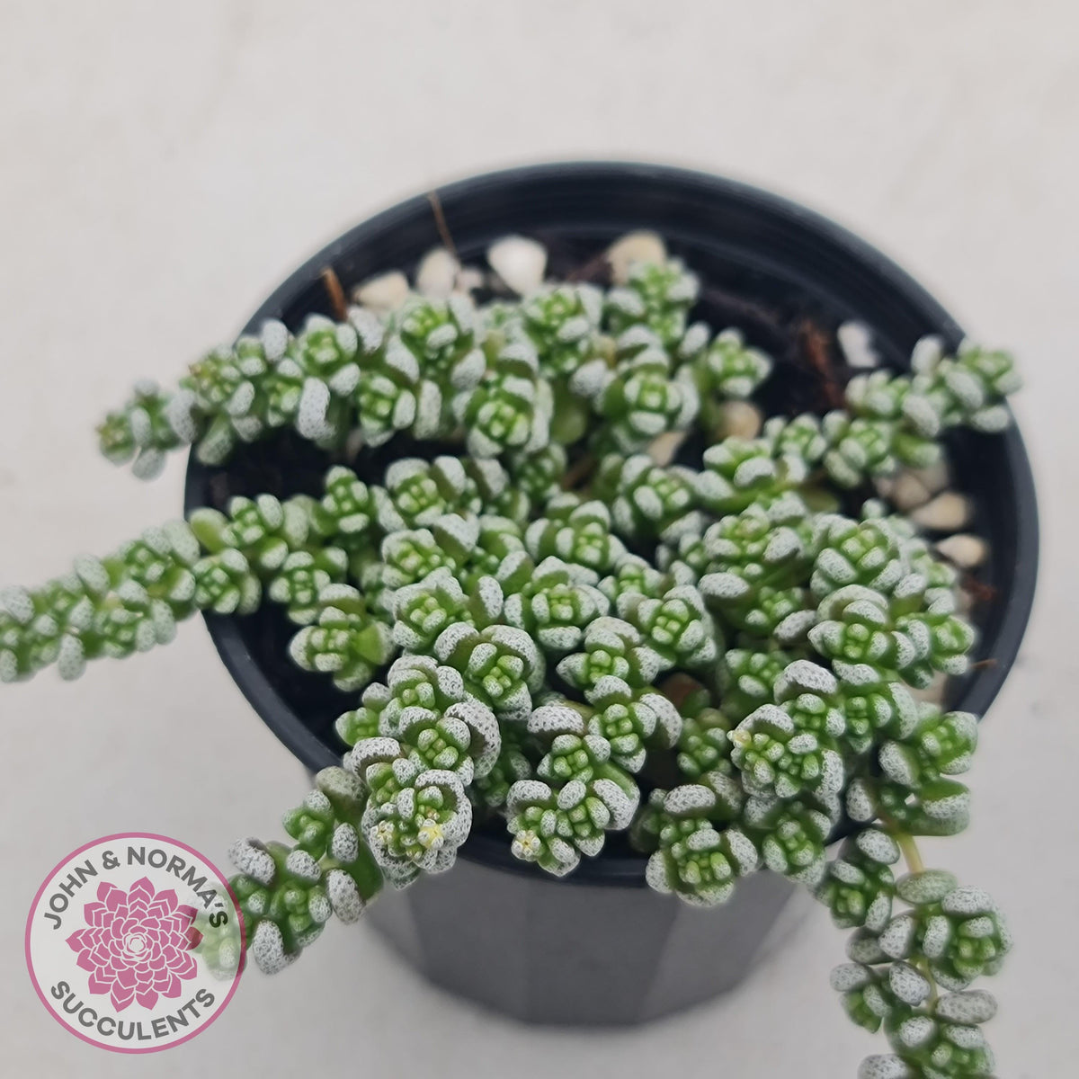 Crassula corallina