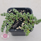 Crassula corallina