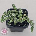 Crassula corallina