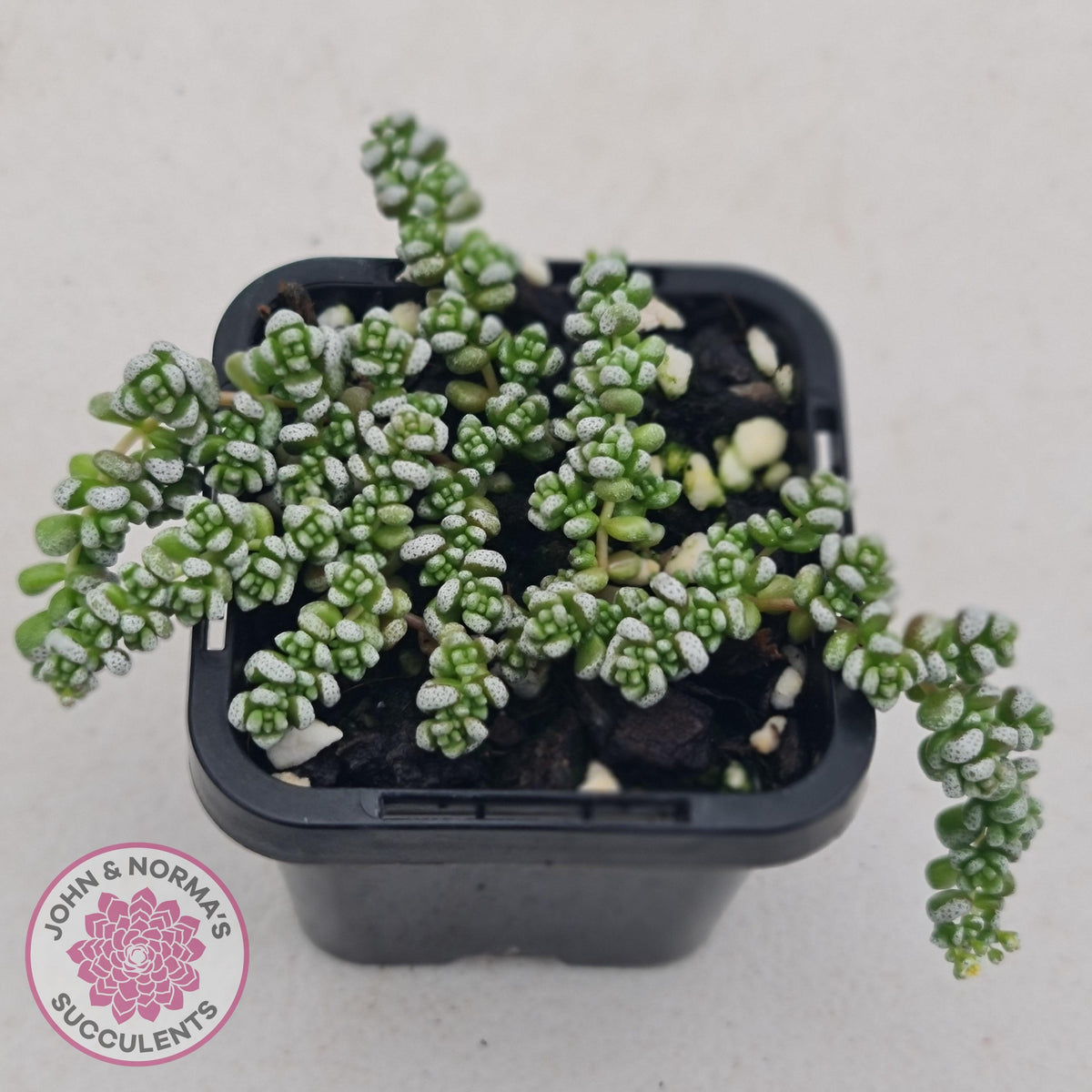 Crassula corallina