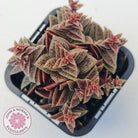 Crassula exilis ssp. cooperi
