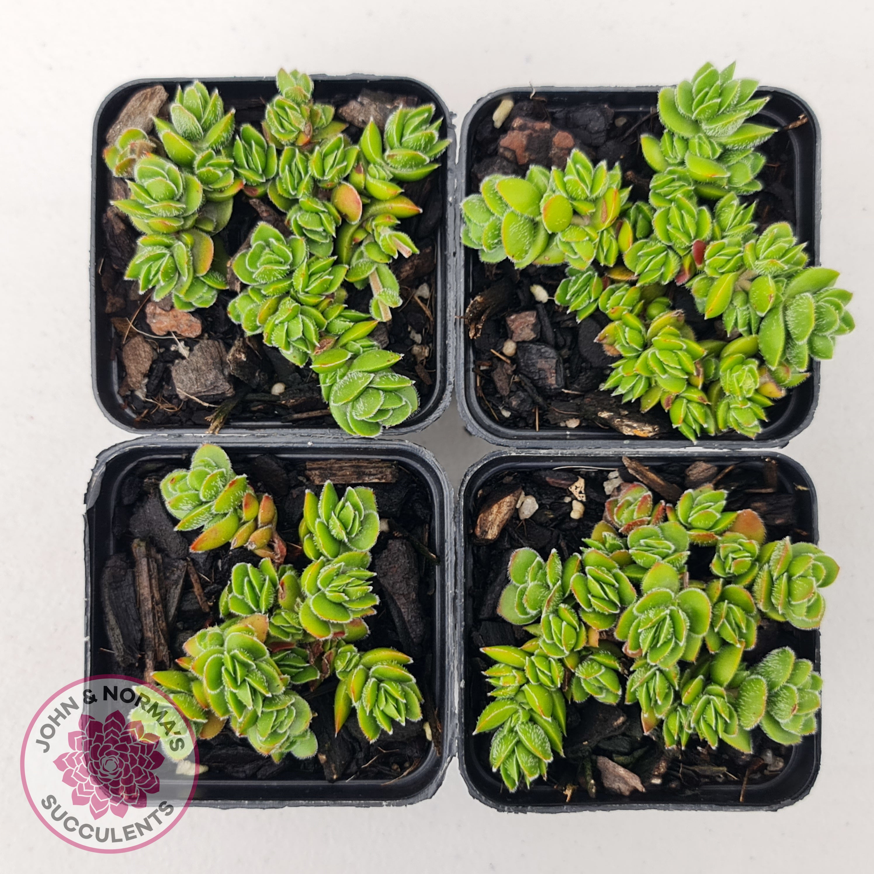 crassula david succulent Buy Crassula lanuginosa var. pachystemon 'David' Australia