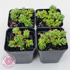 Crassula lanuginosa var. pachystemon 'David'