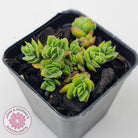 Crassula lanuginosa var. pachystemon 'David'