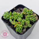 Crassula lanuginosa var. pachystemon 'David'