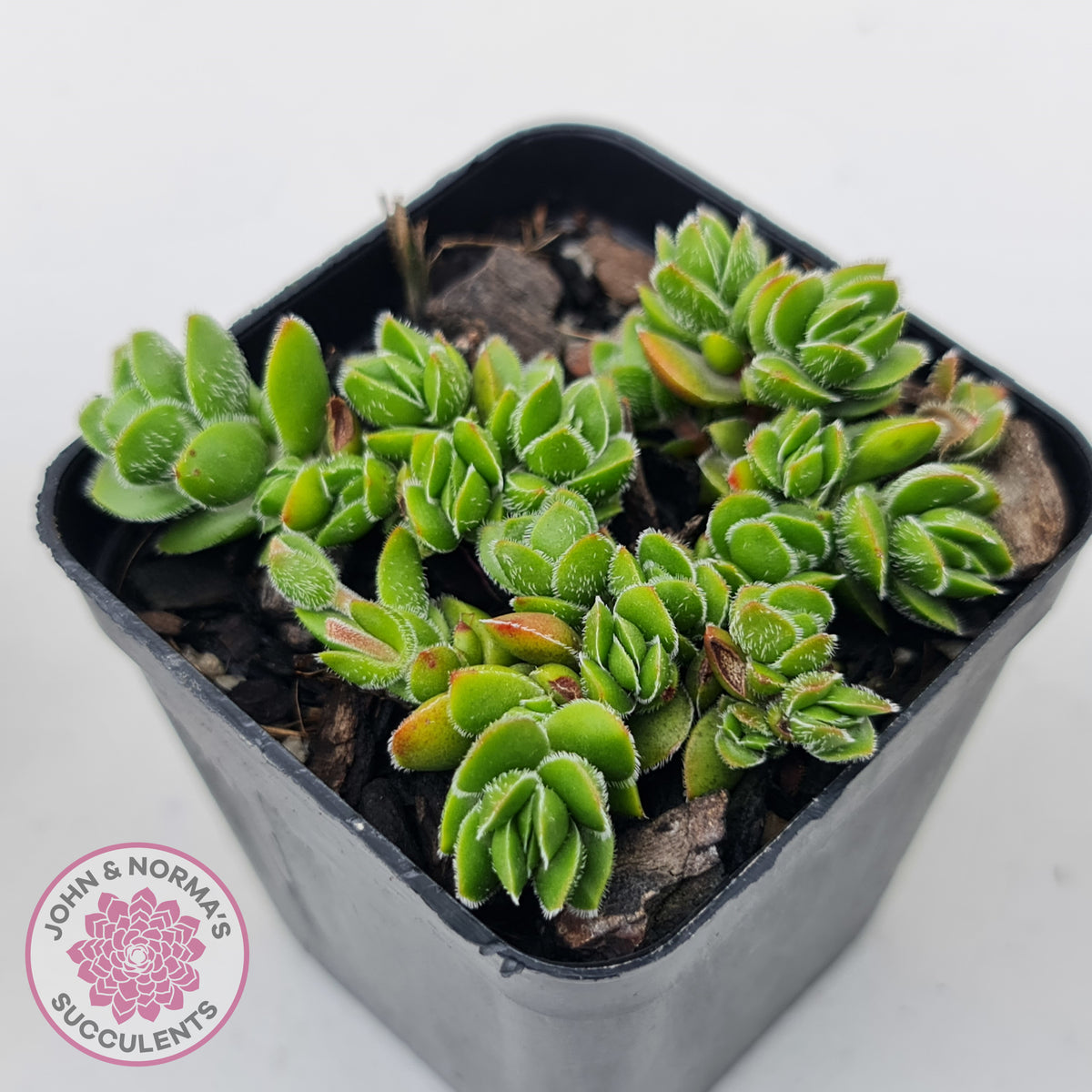 Crassula lanuginosa var. pachystemon 'David'