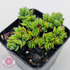 Crassula lanuginosa var. pachystemon 'David'