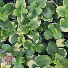 Load image into Gallery viewer, Crassula multicava Variegated - Cutting x 1 - John &amp; Norma&#39;s Succulents Australia
