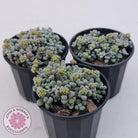 Crassula namaquensis ssp. comptonii