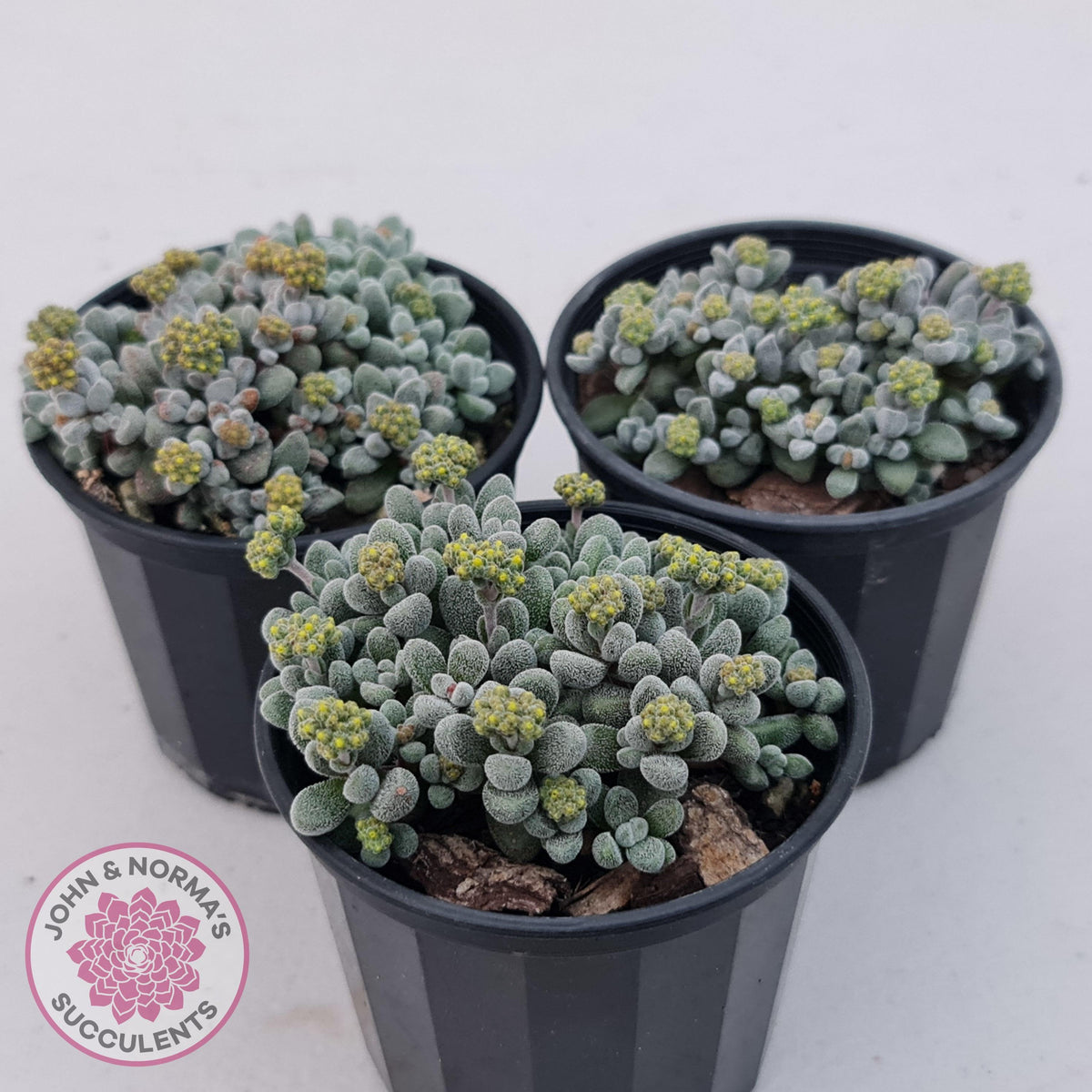 Crassula namaquensis ssp. comptonii