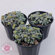 Load image into Gallery viewer, Crassula namaquensis ssp. comptonii - John &amp; Norma&#39;s Succulents
