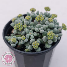 Load image into Gallery viewer, Crassula namaquensis ssp. comptonii - John &amp; Norma&#39;s Succulents
