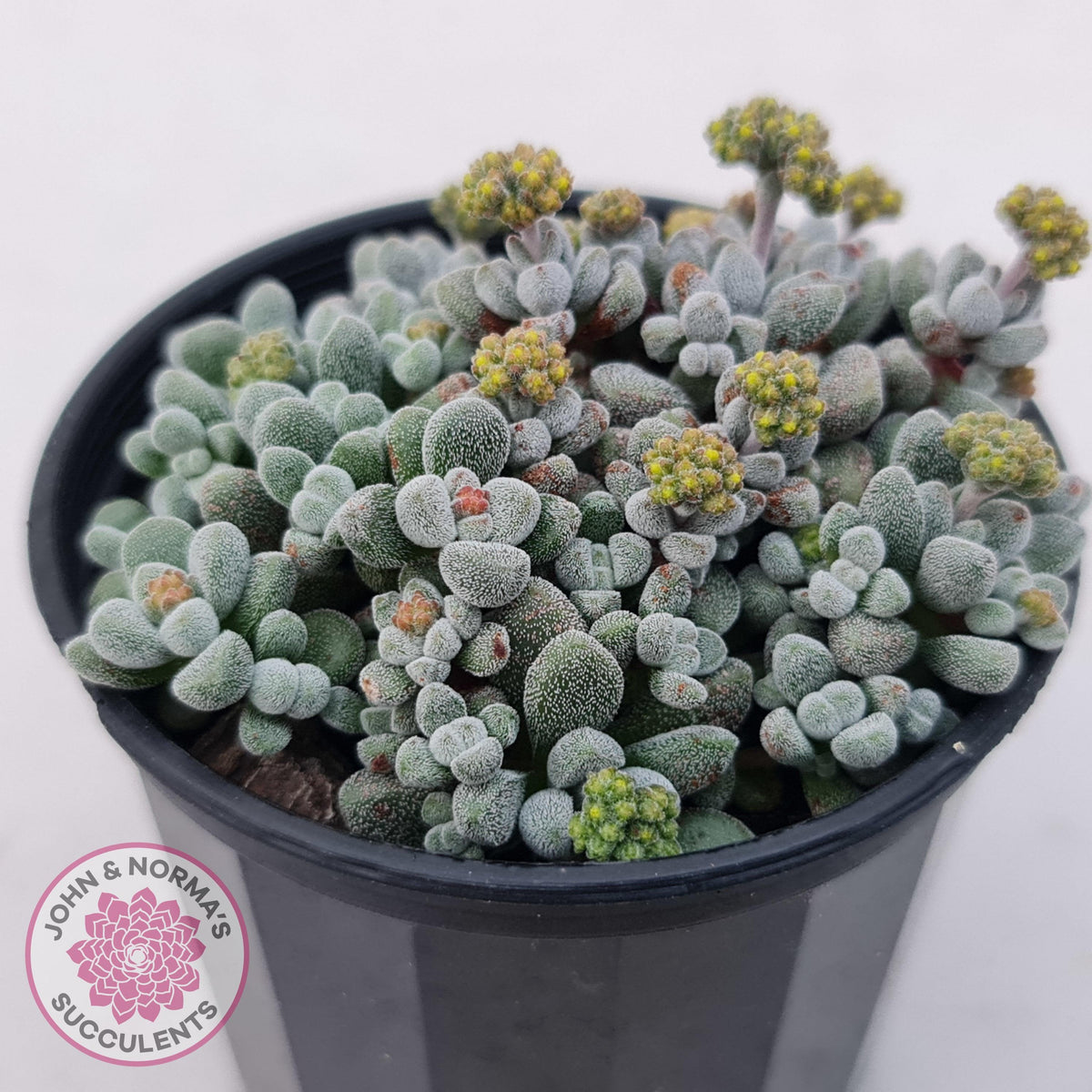 Crassula namaquensis ssp. comptonii