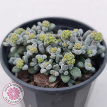 Load image into Gallery viewer, Crassula namaquensis ssp. comptonii - John &amp; Norma&#39;s Succulents
