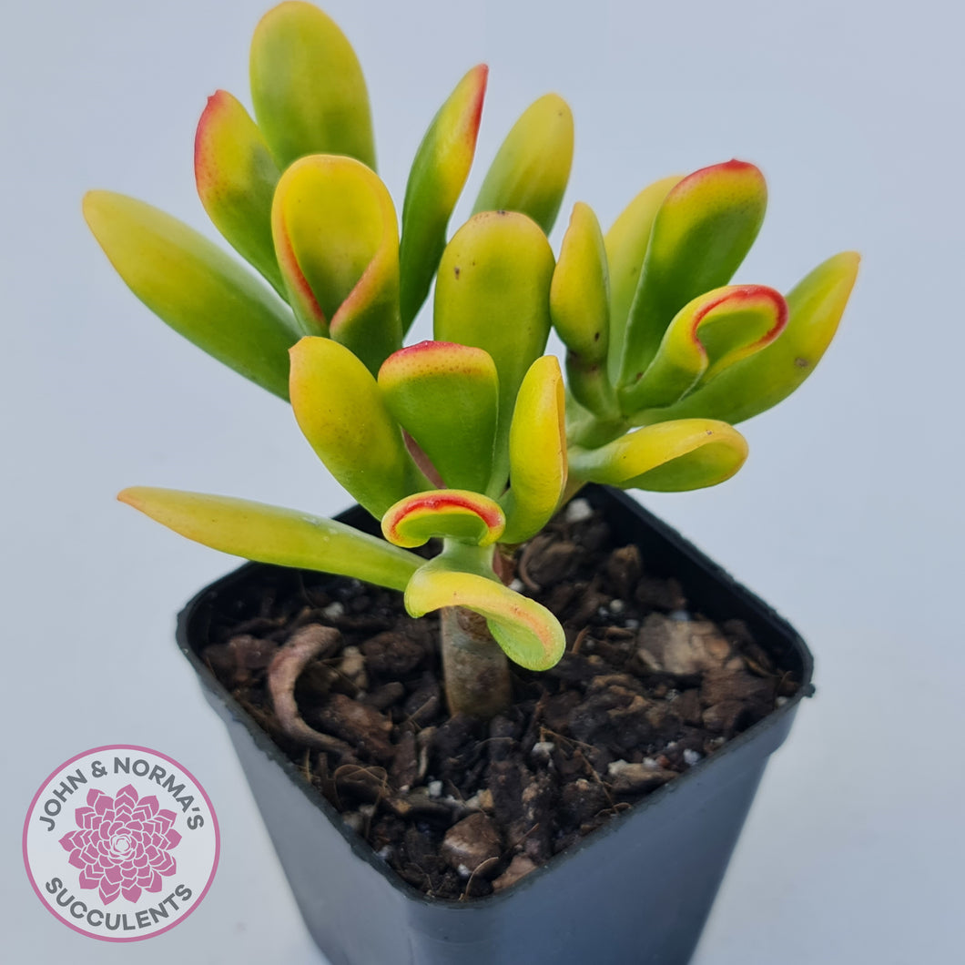 Crassula ovata Gollum