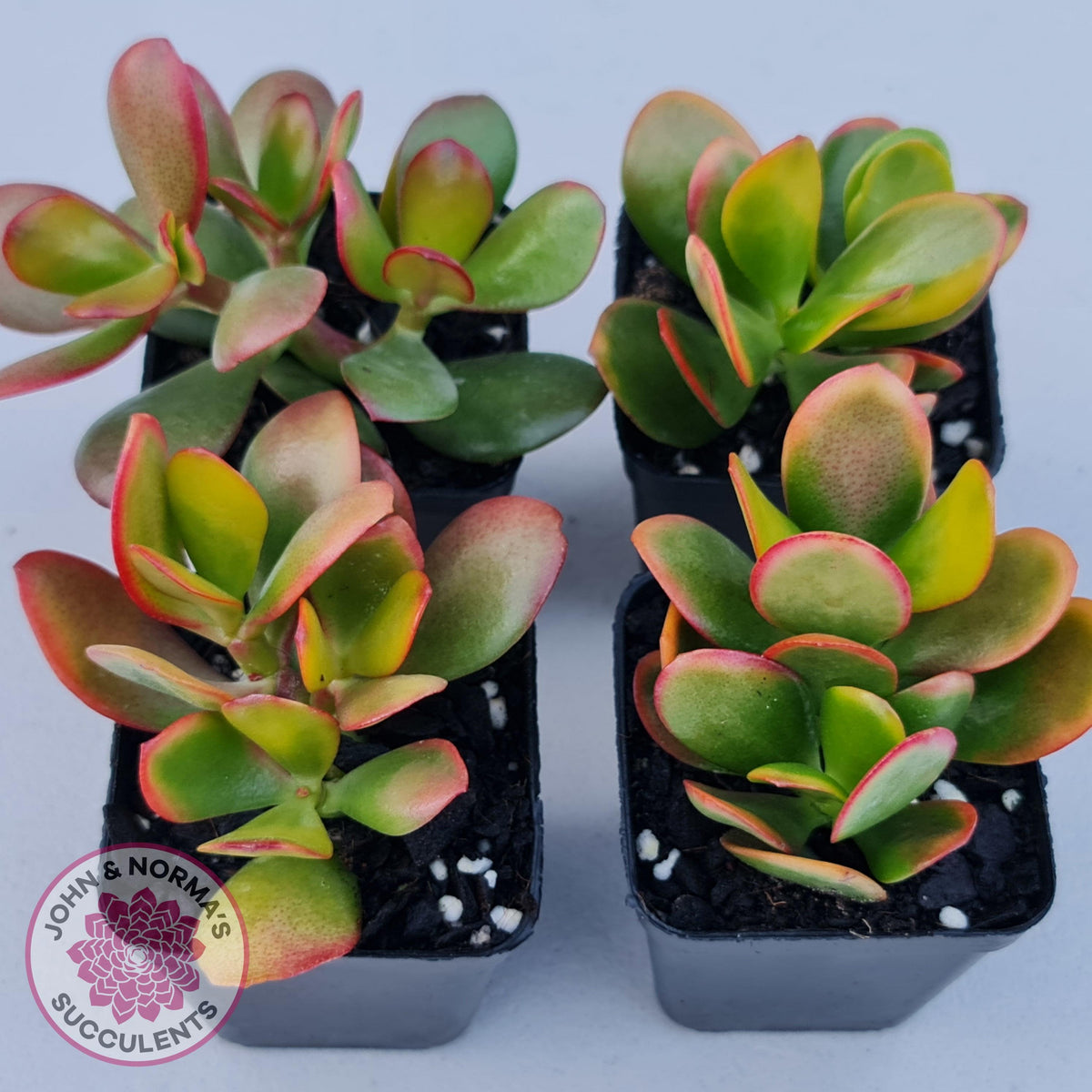 Crassula ovata 'Hummel's Sunset'