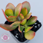 Crassula ovata 'Hummel's Sunset'