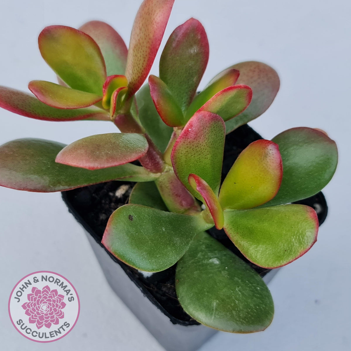 Crassula ovata 'Hummel's Sunset'
