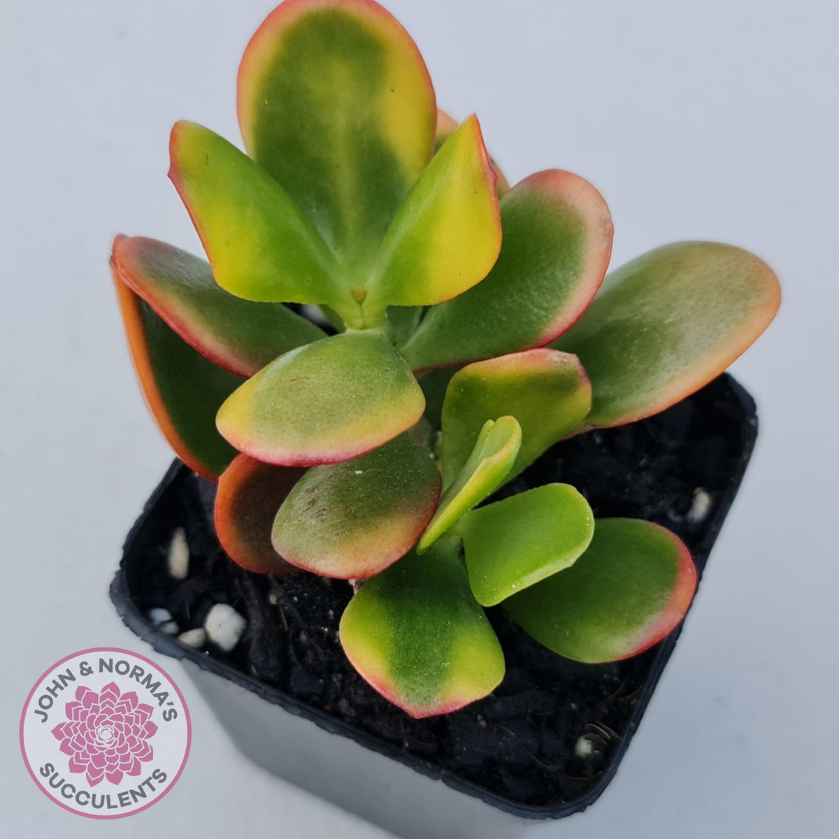 Crassula ovata 'Hummel's Sunset'