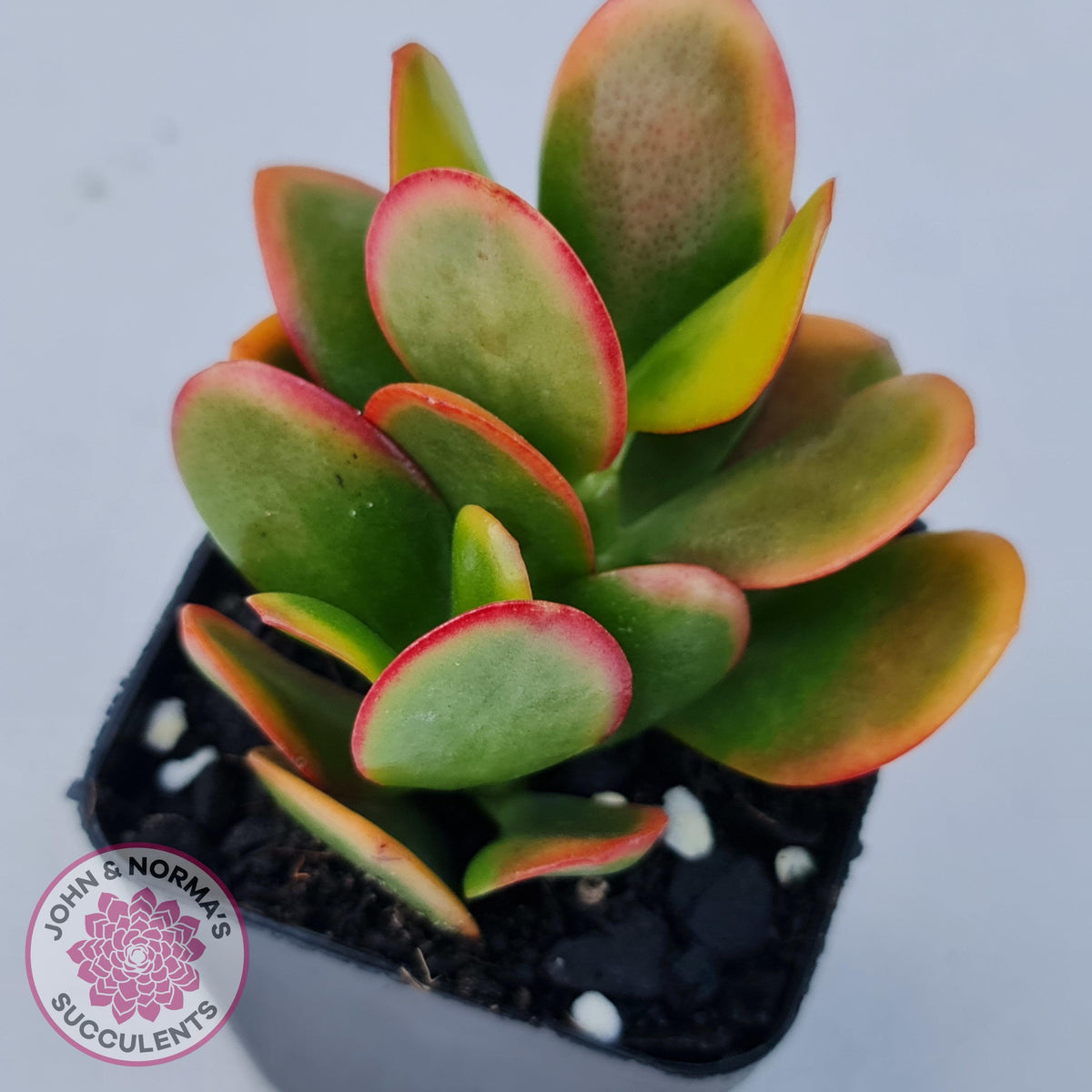 Crassula ovata 'Hummel's Sunset'