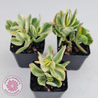Crassula ovata variegata