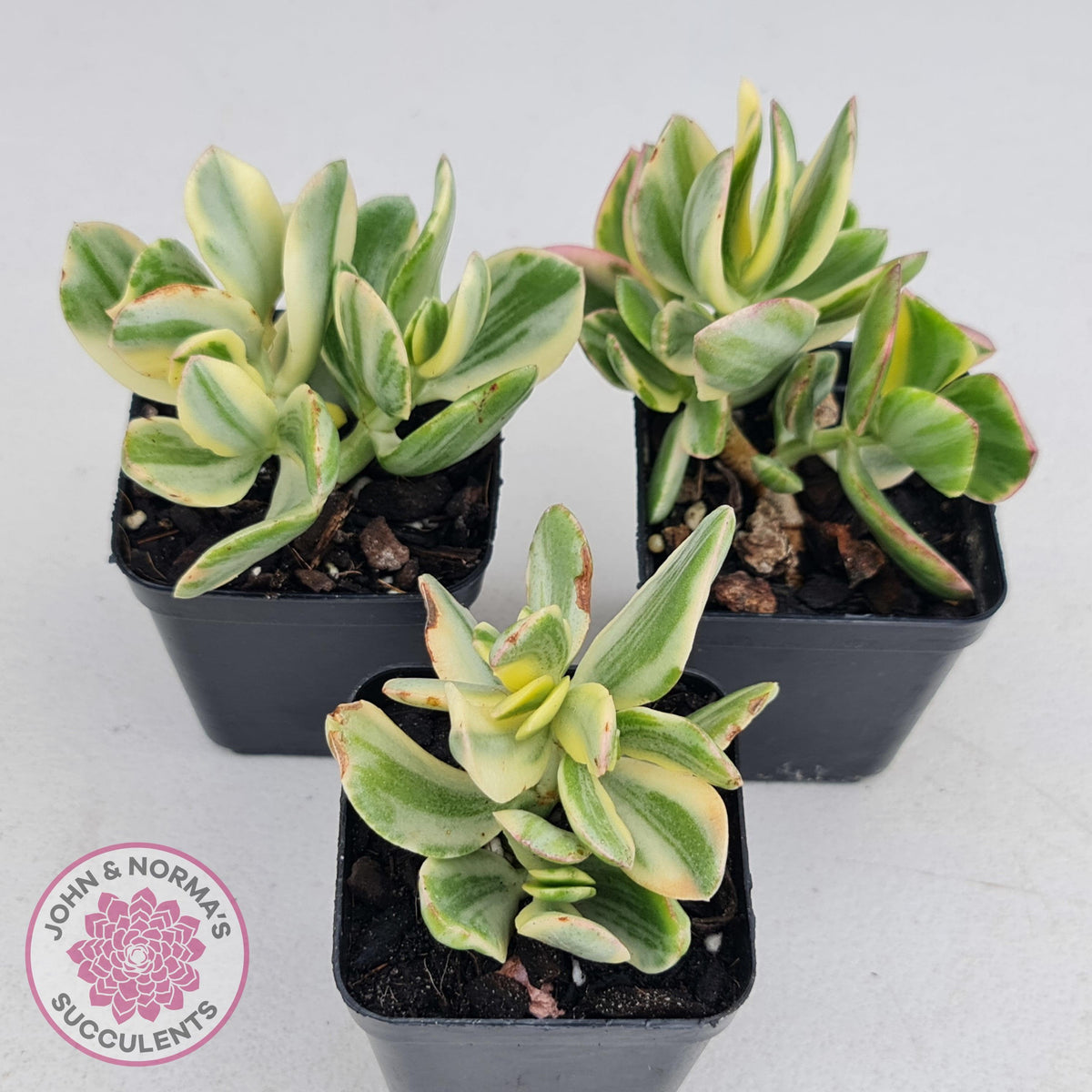 Crassula ovata variegata