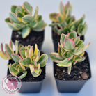 Crassula ovata variegata
