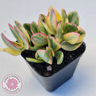 Crassula ovata variegata