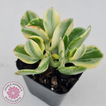 Load image into Gallery viewer, Crassula ovata variegata - John &amp; Norma&#39;s Succulents
