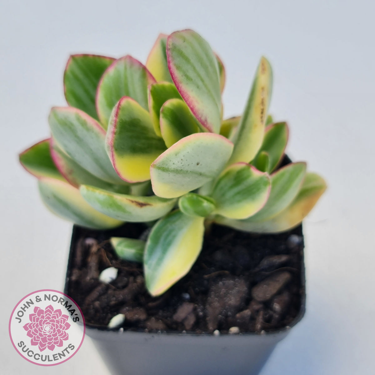 Crassula ovata variegata