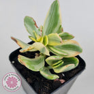 Crassula ovata variegata