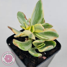 Load image into Gallery viewer, Crassula ovata variegata - John &amp; Norma&#39;s Succulents
