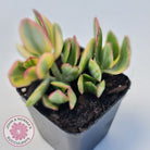 Crassula ovata variegata