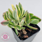 Crassula ovata variegata