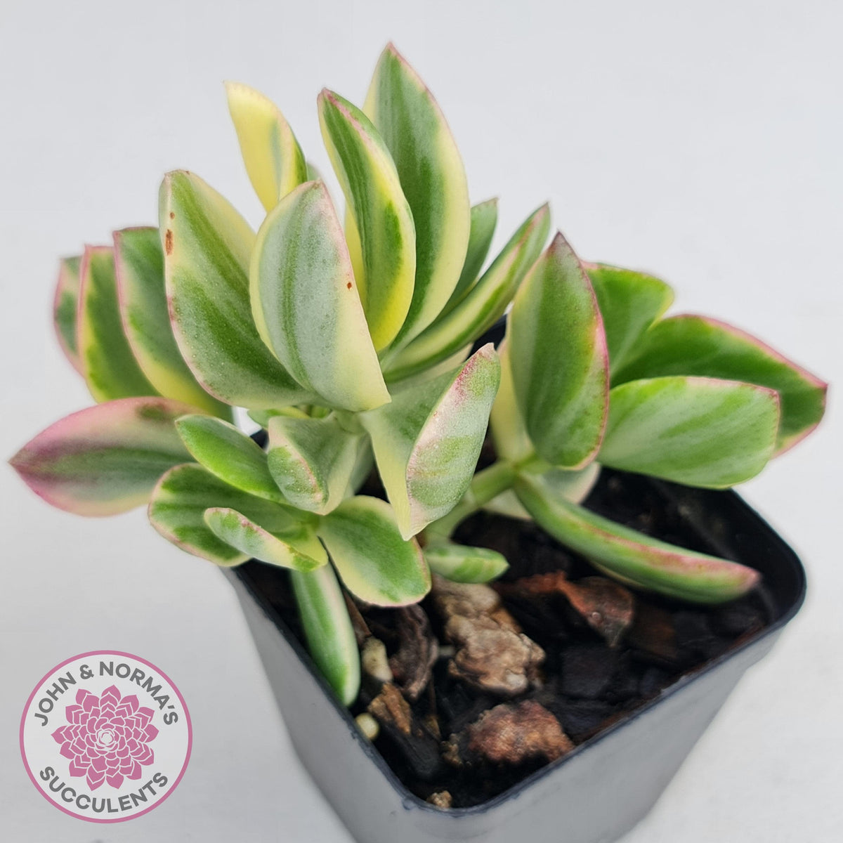 Crassula ovata variegata