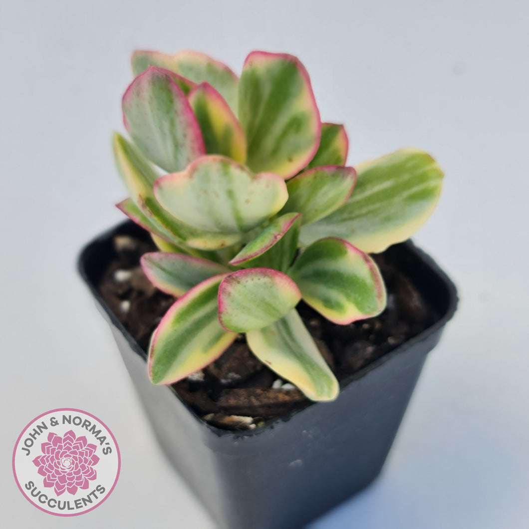 Crassula ovata variegata