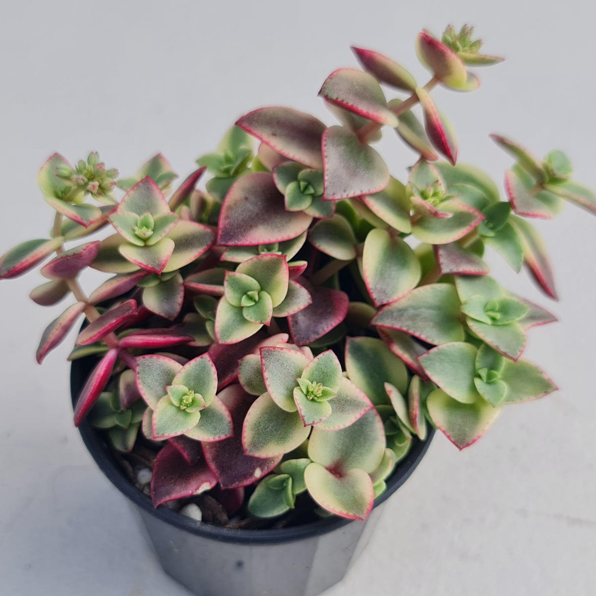 Crassula pellucida Isabella 'Variegata'