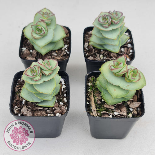 Crassula perforata - Giant Form - John & Norma's Succulents