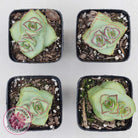 Crassula perforata - Giant Form