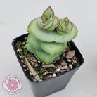 Crassula perforata - Giant Form