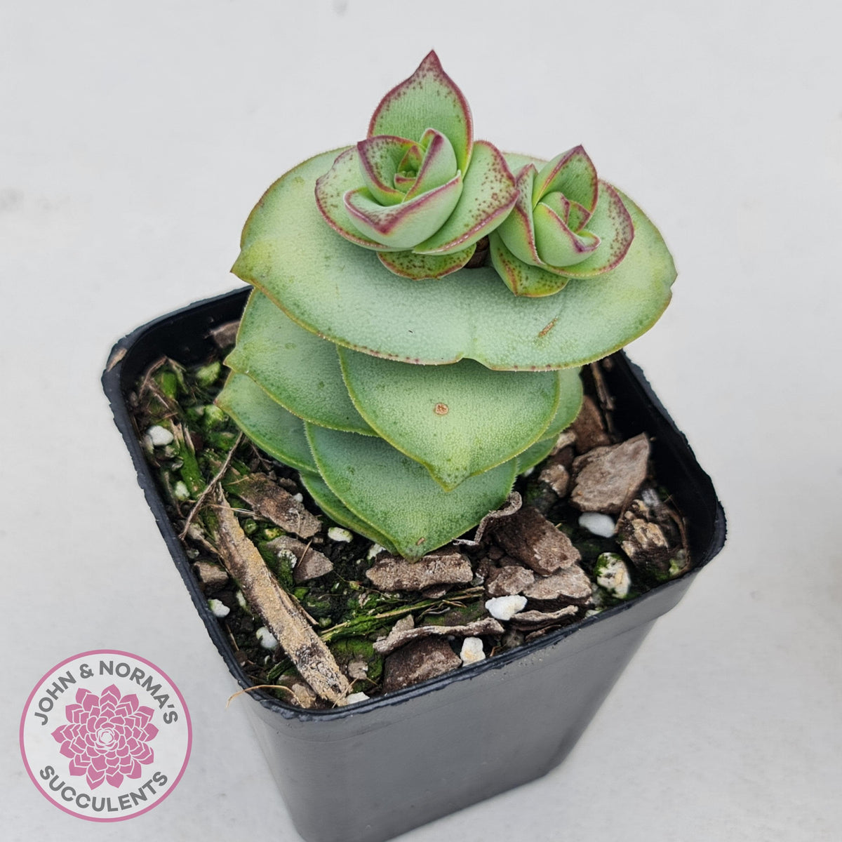 Crassula perforata - Giant Form