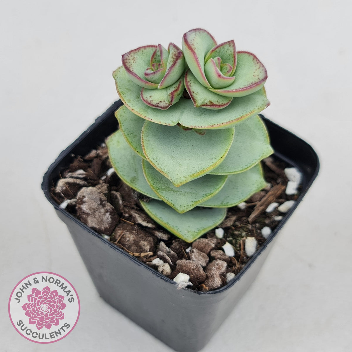 Crassula perforata - Giant Form