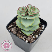 Load image into Gallery viewer, Crassula perforata - Giant Form - John &amp; Norma&#39;s Succulents
