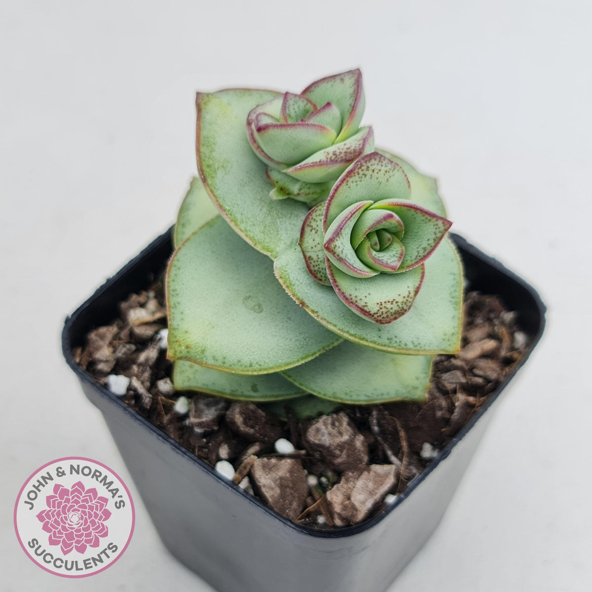 Crassula perforata - Giant Form