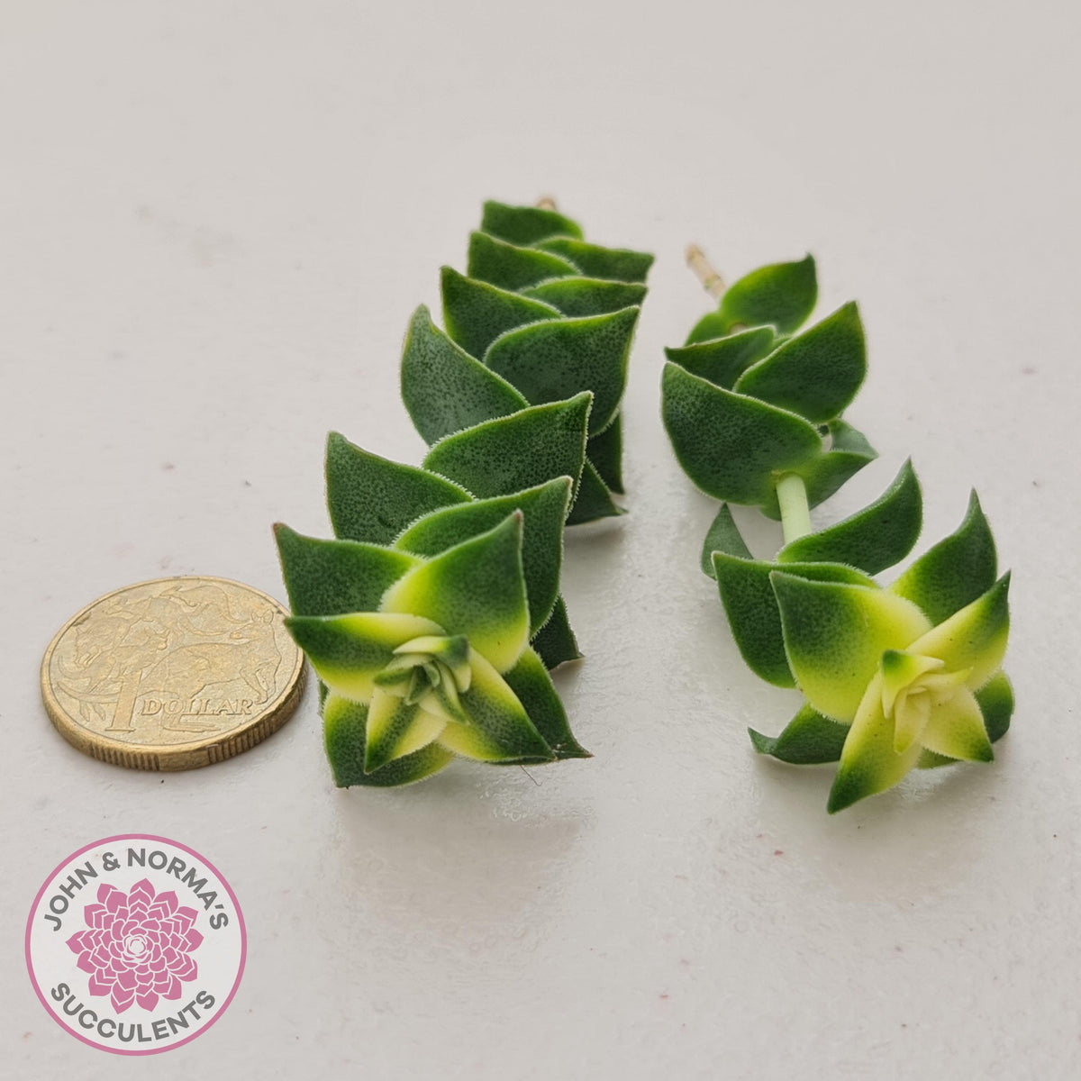 Crassula perforata 'Southern Cross' (white variegate) - Cuttings x 2