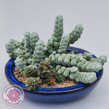 Load image into Gallery viewer, Crassula plegmatoides aka Crassula &#39;Arta&#39;
