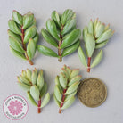 Crassula rogersii - Silk Variegated Cuttings x 5