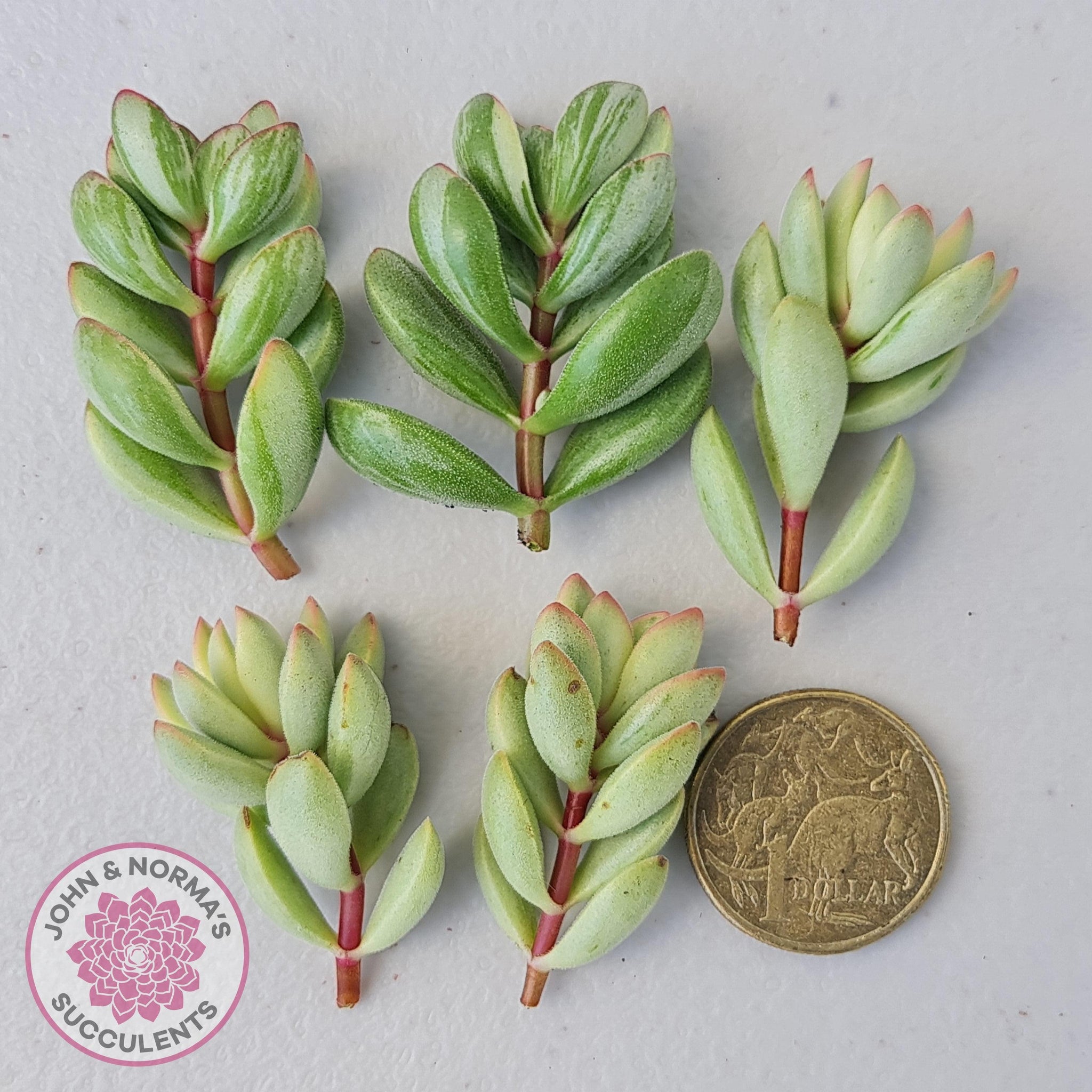 the roger succulent Buy Crassula rogersii - Silk Variegated Cuttings x 5 Australia